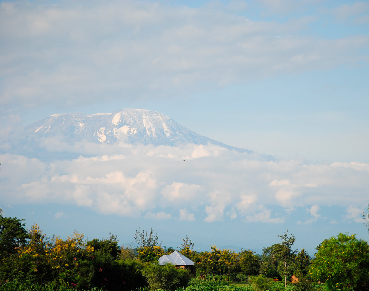 Lumihuippuinen Kilimanjaro-vuori. Etualalla vihreää kasvillisuutta.