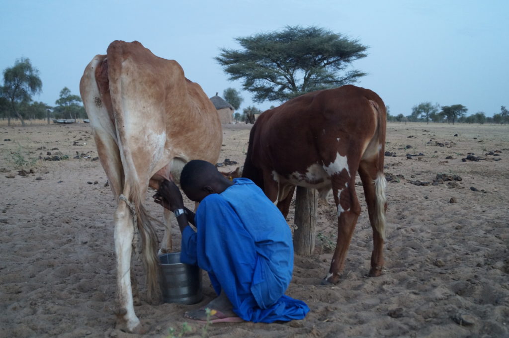 Senegalilainen mies lypsää lehmää illan hämärtyessä.