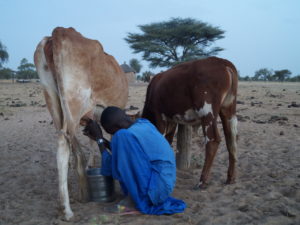 Senegalilainen mies lypsää lehmää illan hämärtyessä.