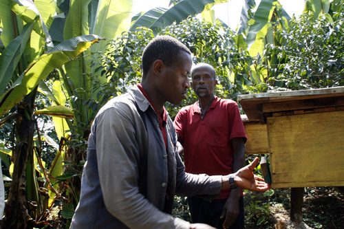 Adashe Mesfin ja hänen isänsä Adashe Uchi hoitavat nyt maassa pidettäviä mehiläispesiä.