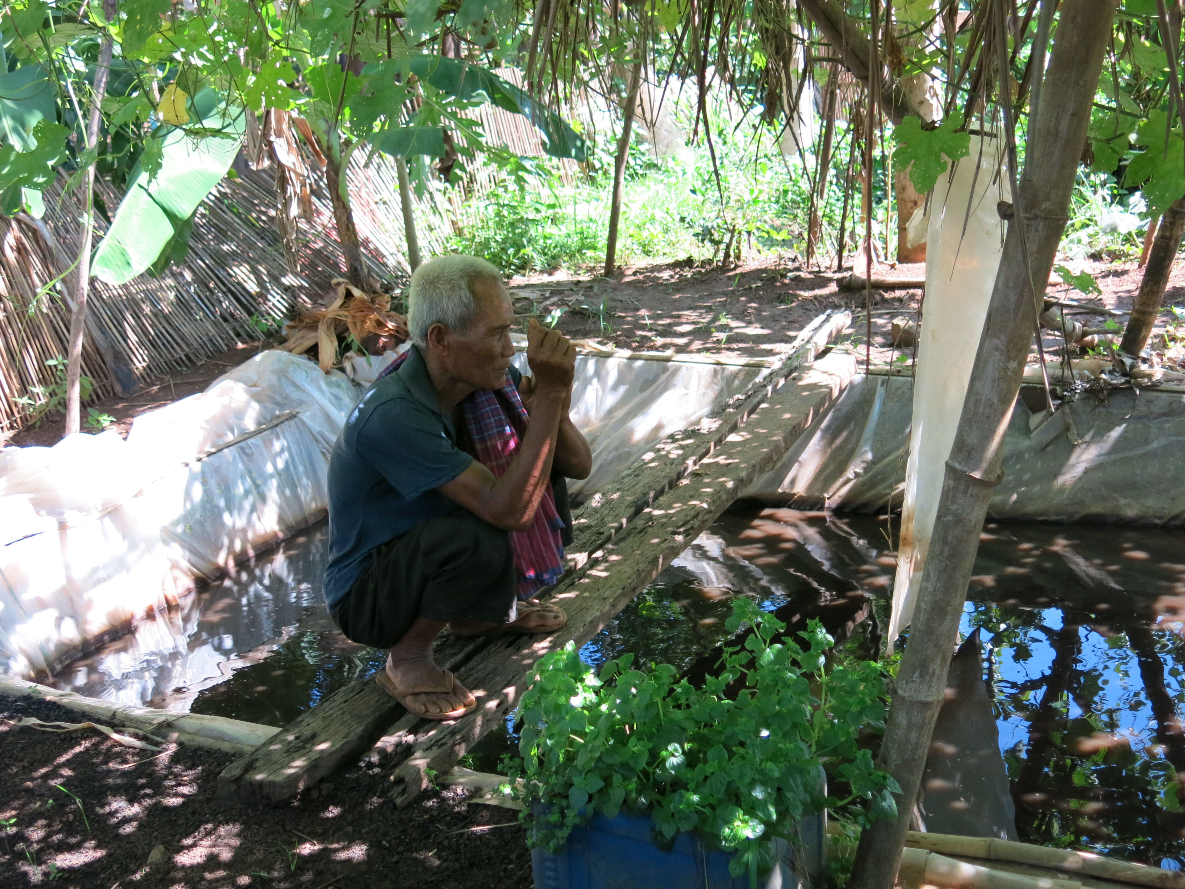 Kissakalojen kasvatusta Sao Loeun kylässä Kampong Thomissa. Kaloista ihmiset saavat terveydelle tärkeitä proteiineja ja hivenaineita. Kissakaloille kelpaavat ravinnoksi esim. termiitit