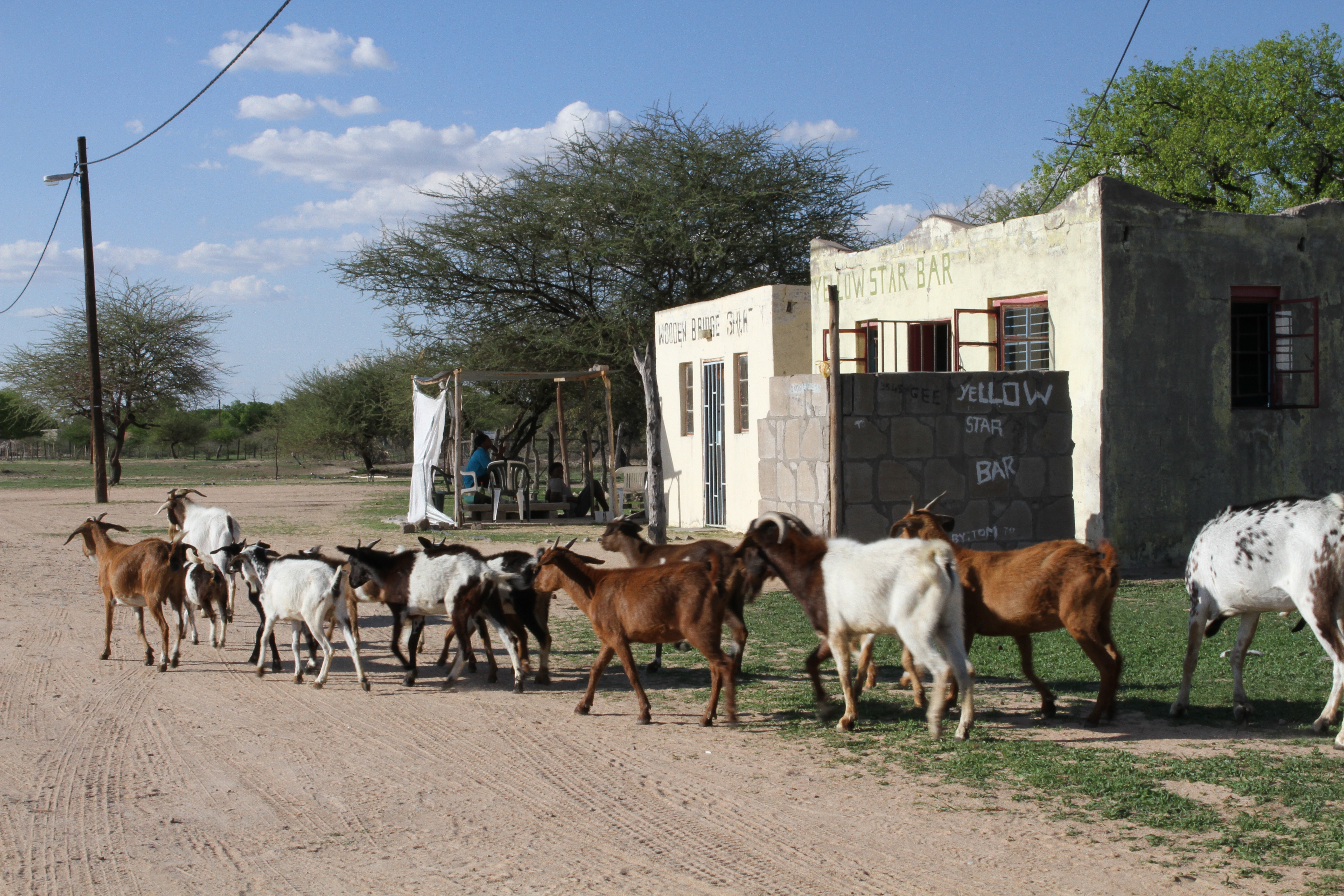 Namibiassa vuohien ja lehmien kunto on kuivuuden takia heikko. Kuva: Laura Meriläinen-Amaumo