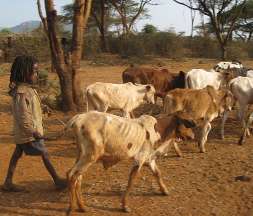 Nuori paimenpoika etsii parempia laidunmaita laihalle karjalleen Miyon alueella Etelä-Etiopiassa. Kuva: ACT/DCA/Fikerte Abebe