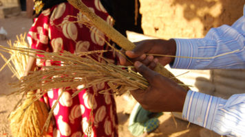 Hirs är en av de viktigaste spannmålen i Senegal. I en del områden går det också att odla små mängder ris. Foto: Paula Laajalahti