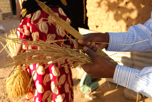Hirssi on yksi Senegalin tärkeimmistä viljakasveista. Joillakin alueilla voidaan viljellä myös pieniä alueita riisiä. Kuva: Paula Laajalahti