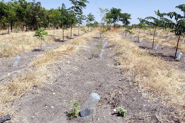 Kuivuus on koetellut viime vuosina Kishapun aluetta Luoteis-Tansaniassa