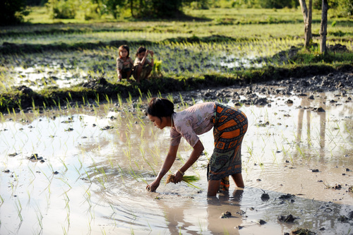 Iso osa Kambodzhan riisinviljelyalasta on jäänyt tulvavesien alle. Ruokaturvan palautuminen ennalleen tulvan jälkeen kestää pitkään. 70 prosenttia väestöstä on riippuvaista maanviljelystä. Kuva Ari Vitikainen