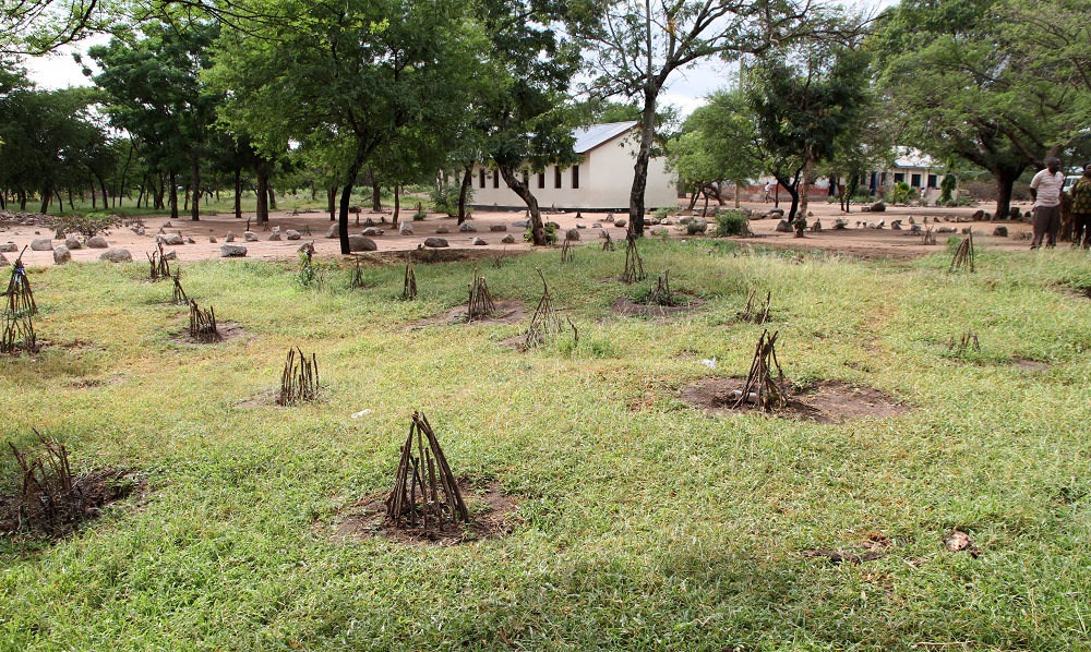 Bubikin kylän alakoulun pihalle on myös istutettu puita. 