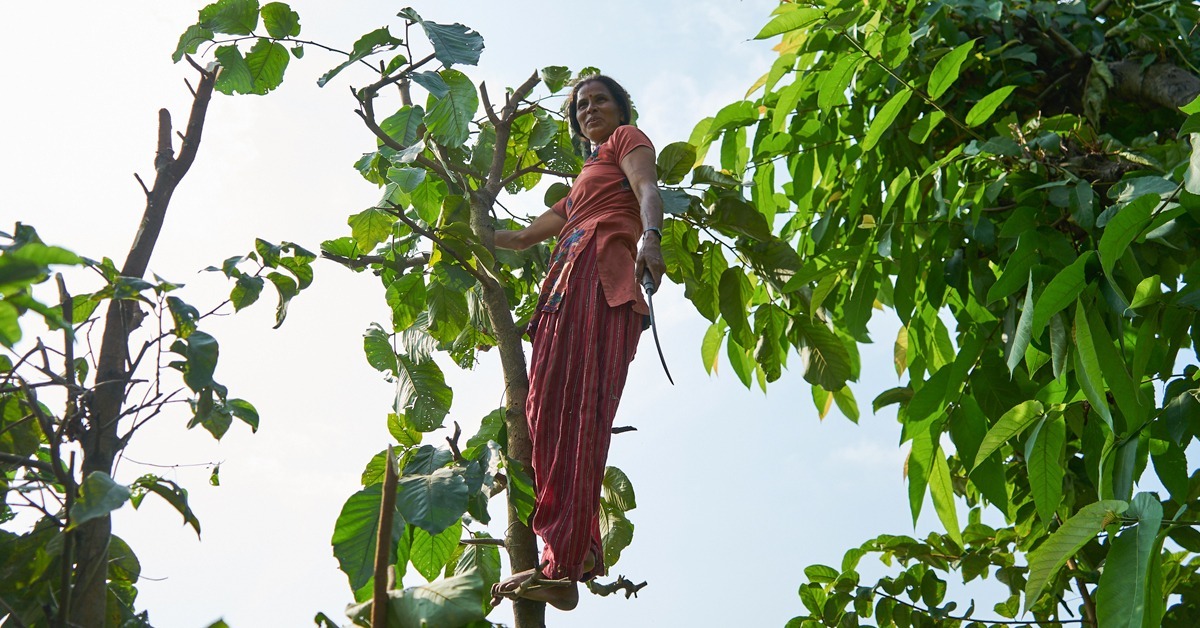 Chandrakala seisoo korkealla puussa