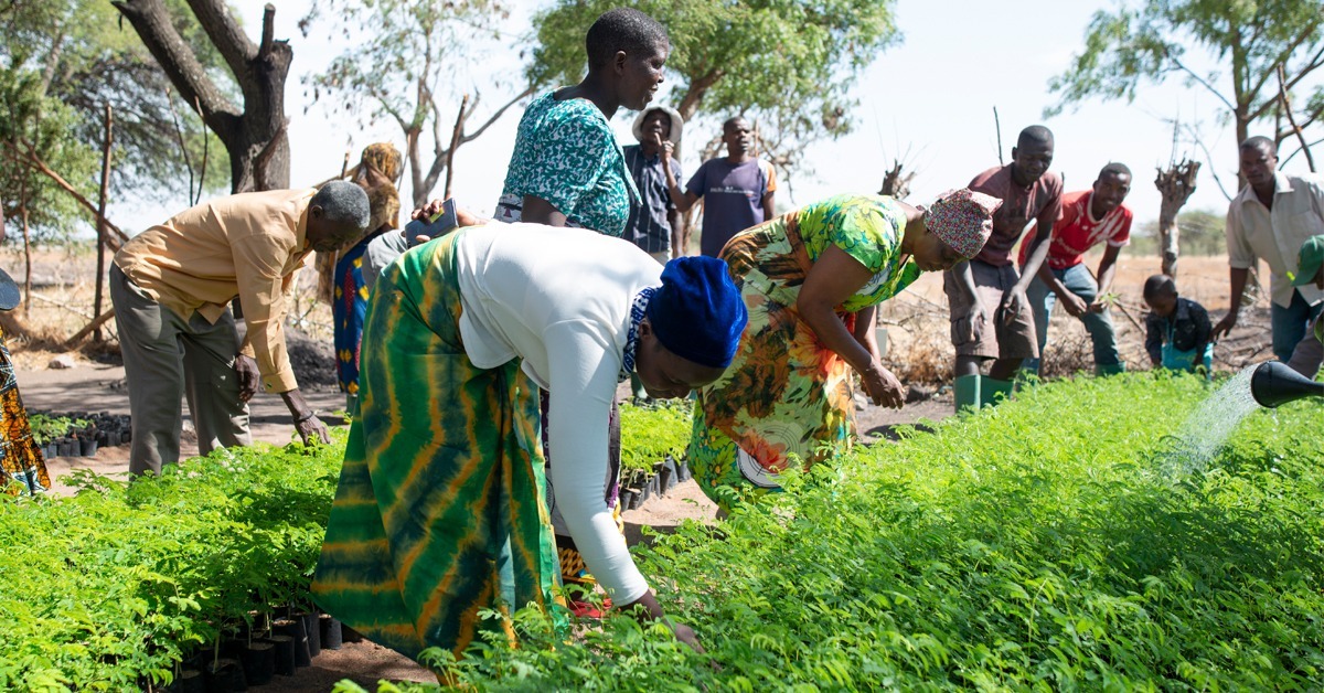 ihmiset hoitavat vihreitä puuntaimia Tansanian Kishapun alueella