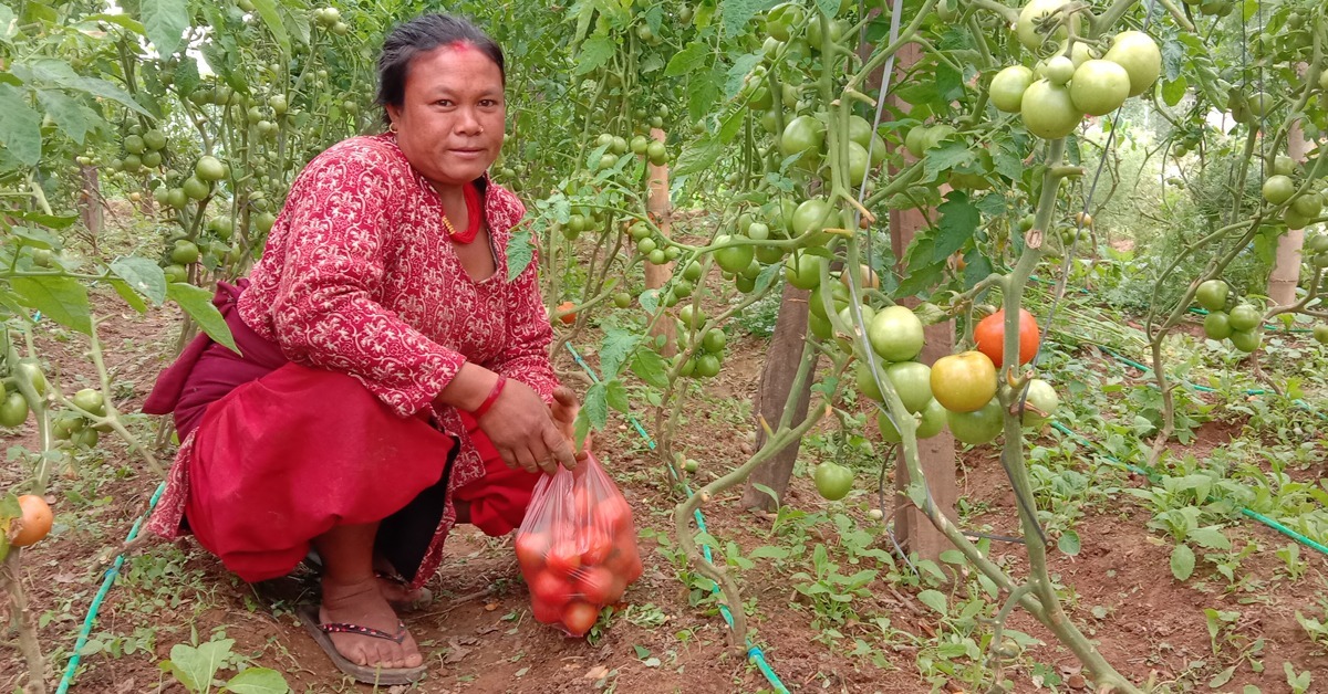 Rahimaya Chepang istuu tomaattiviljelmänsä keskellä kädessään pussillinen tomaatteja.