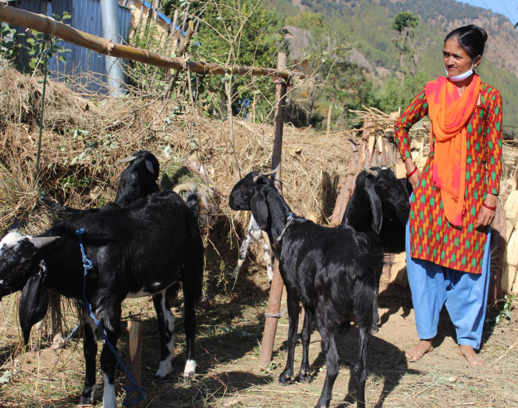 Nepalilainen Kamala Bhandari vuohiensa kanssa Nepalin maaseudulla.