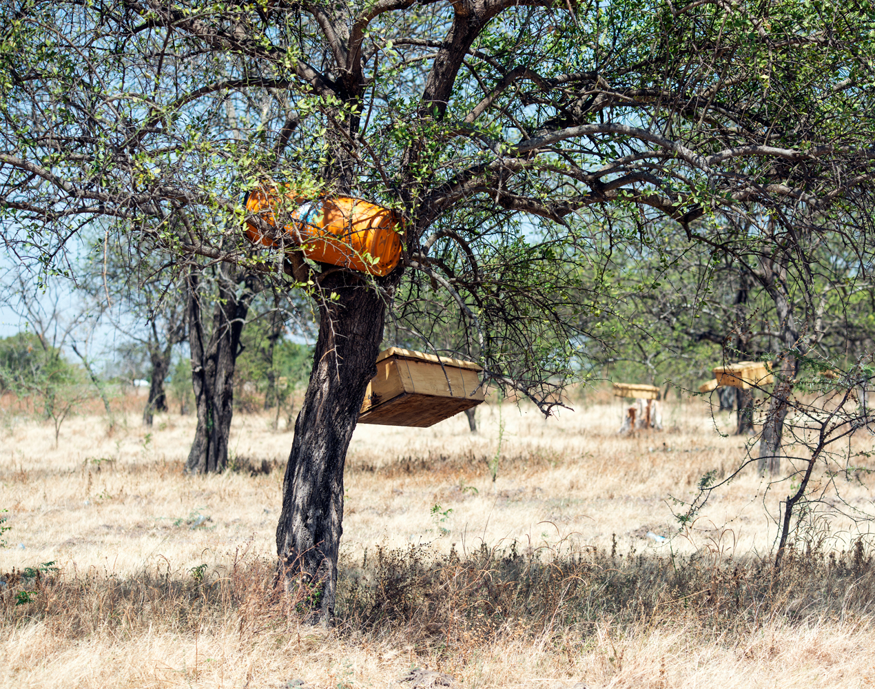 Mehiläispesiä roikkuu akaasiapuissa Tansaniassa.