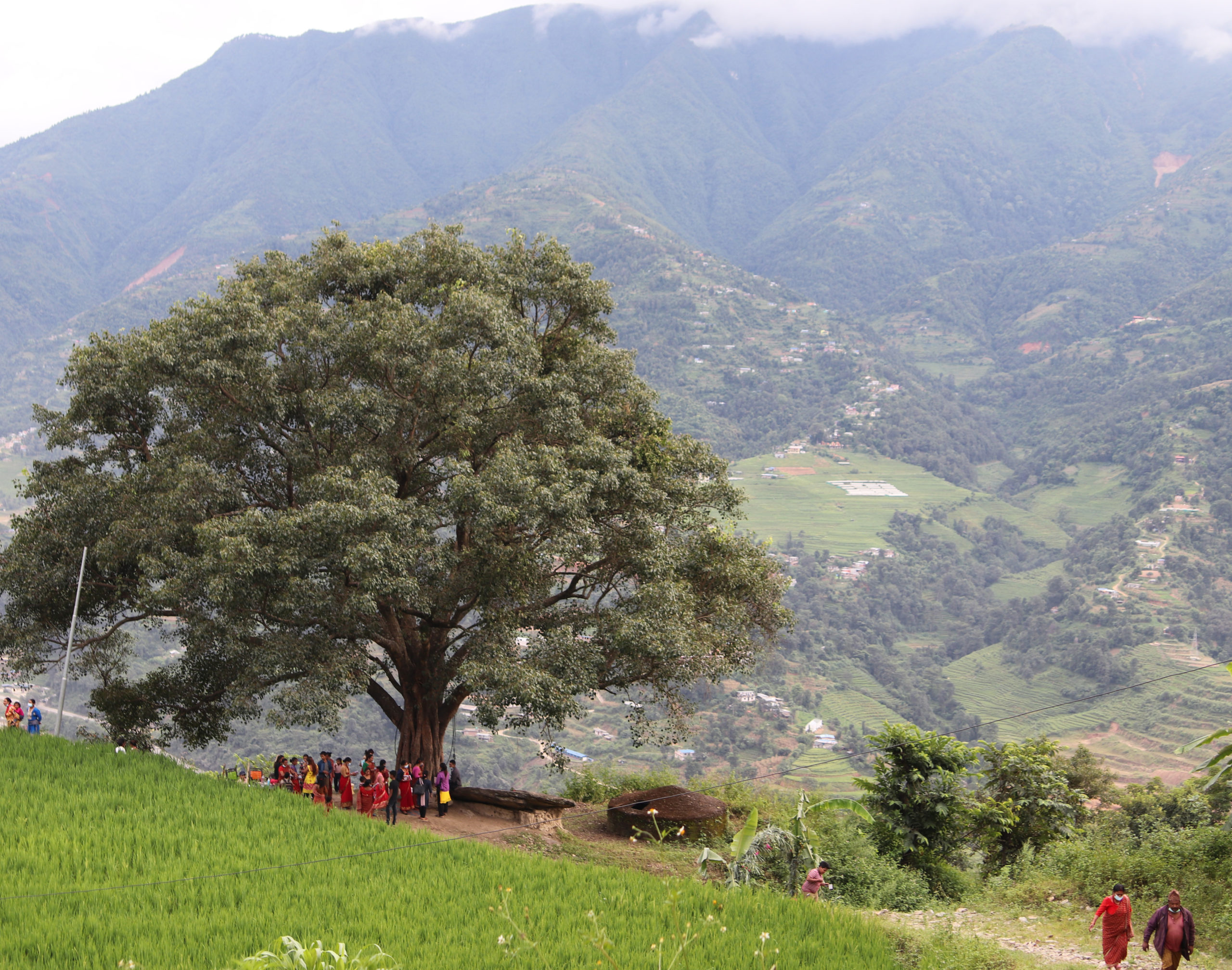 Kukkulamaisema ja puu Nepalissa