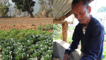 Kukoistava kukkakaaliviljelmä ja maanviljelijä kompostinsa kanssa Nepalissa