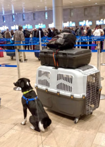 Mustavalkoinen koira istuu lentokentällä kuljetushäkkinsä vieressä ja seurailee ihmisvilinää. Kuljetushäkin päällä on matkalaukku ja kassii.