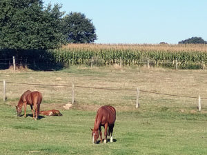 Kaksi hevosta vihreällä laitumella syömässä