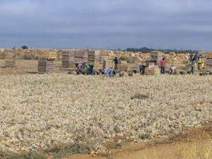 Siirtotyöläisiä poimimassa sipulisatoa Espanjan maaseudulla