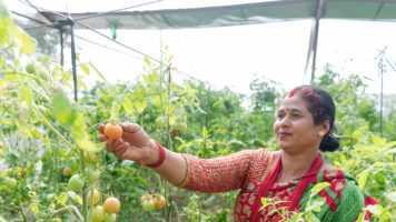 Chandra Kumari Sonar kasvihuoneessa tomaattiviljelmien keskellä.