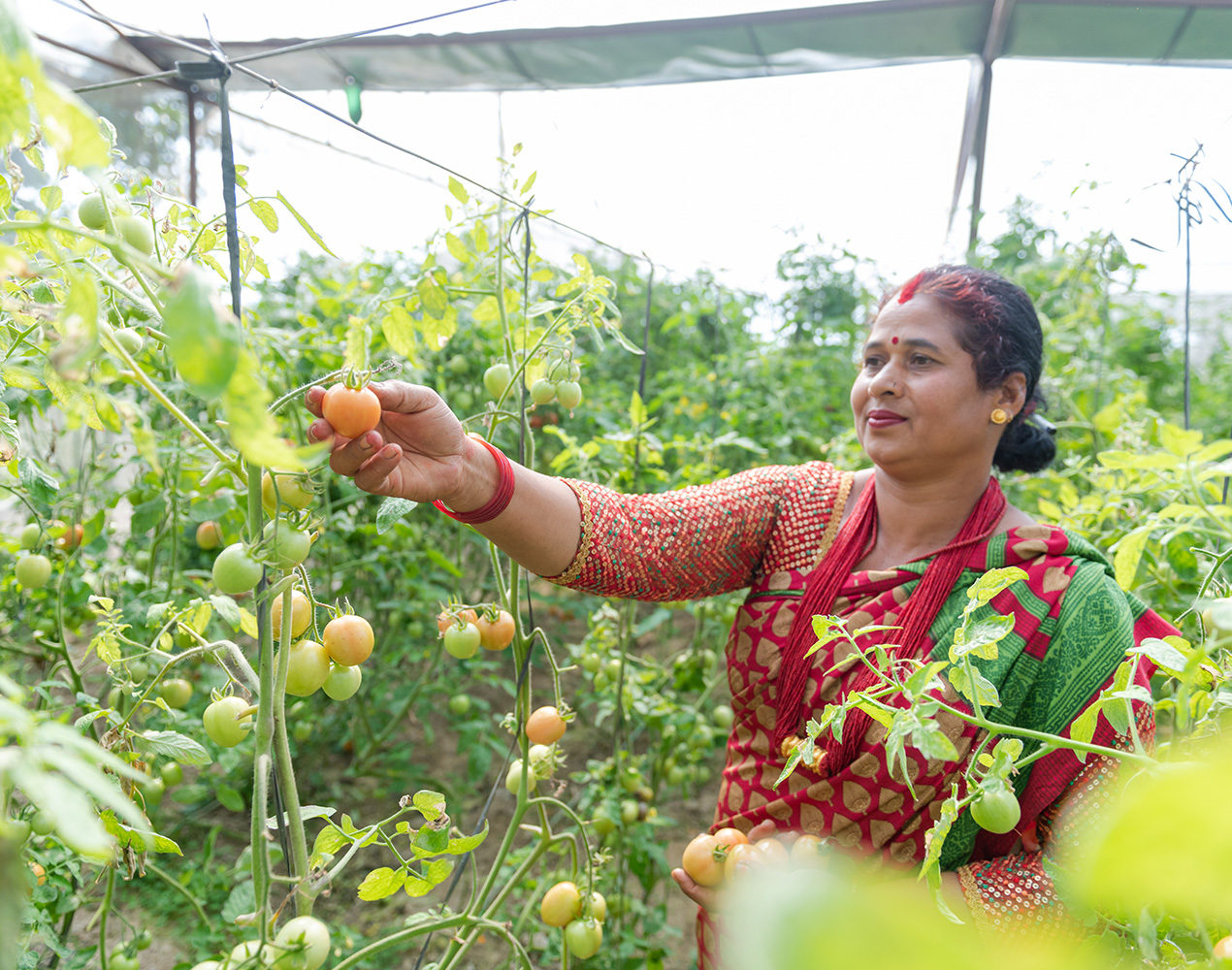 Chandra Kumari Sonar kasvihuoneessa tomaattiviljelmien keskellä.
