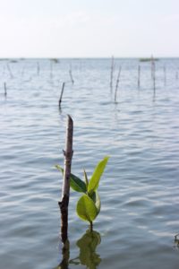 Mangrovetaimi sidottuna tukikeppiin. Se nousee jo veden pinnan yläpuolelle.