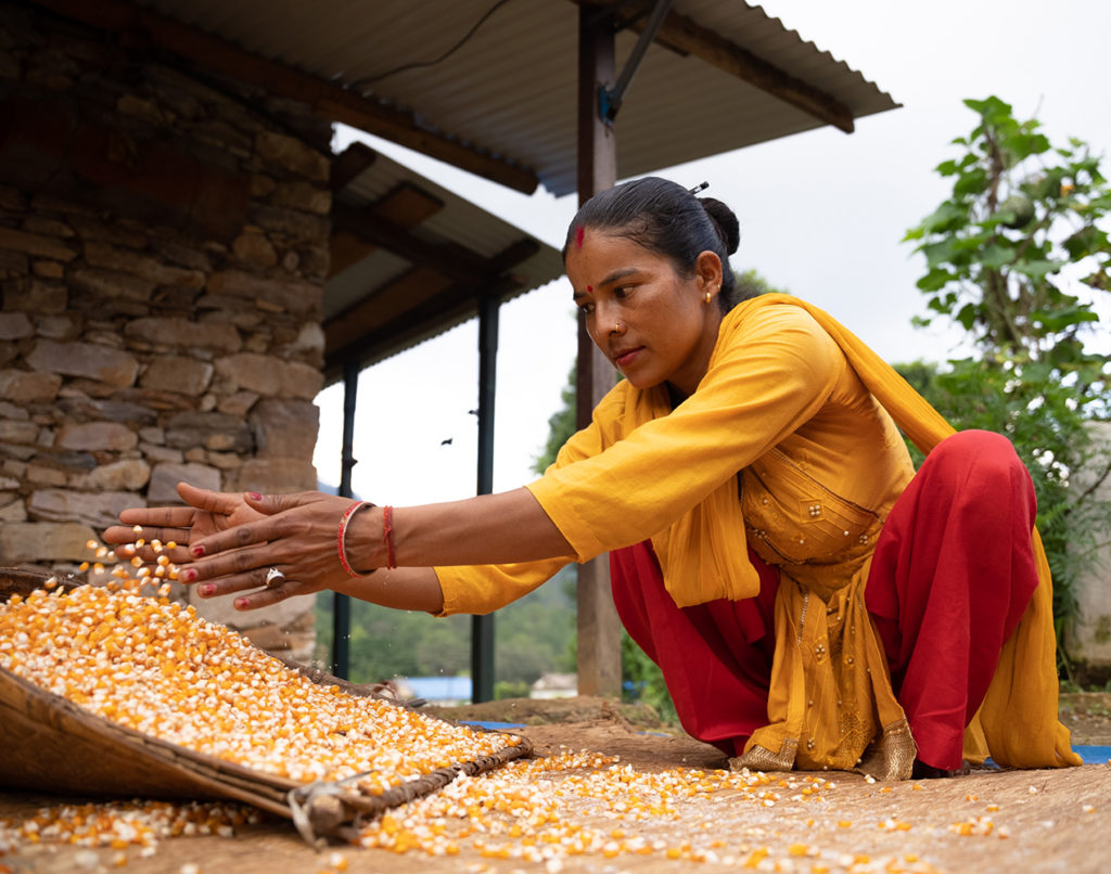 Nepalilaisnainen lajittelee kyykyssä omin käsin maissia