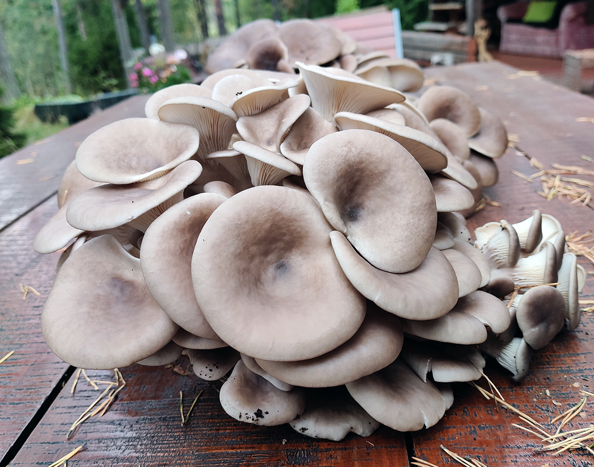 Kuvassa on harmaanruskeita sieniä pöydällä.