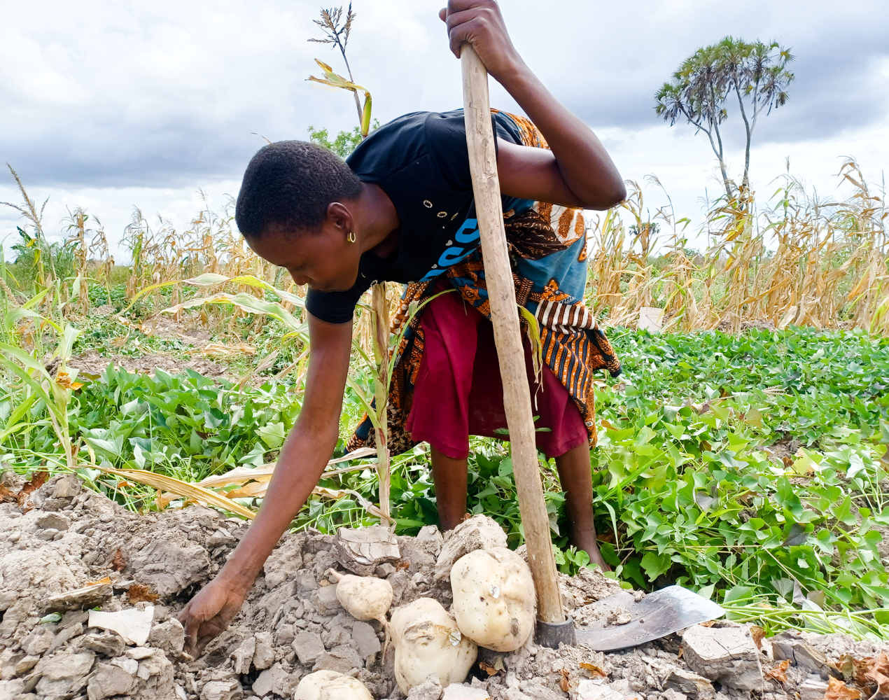 Tansanialainen viljelijä nostaa bataattisatoa.