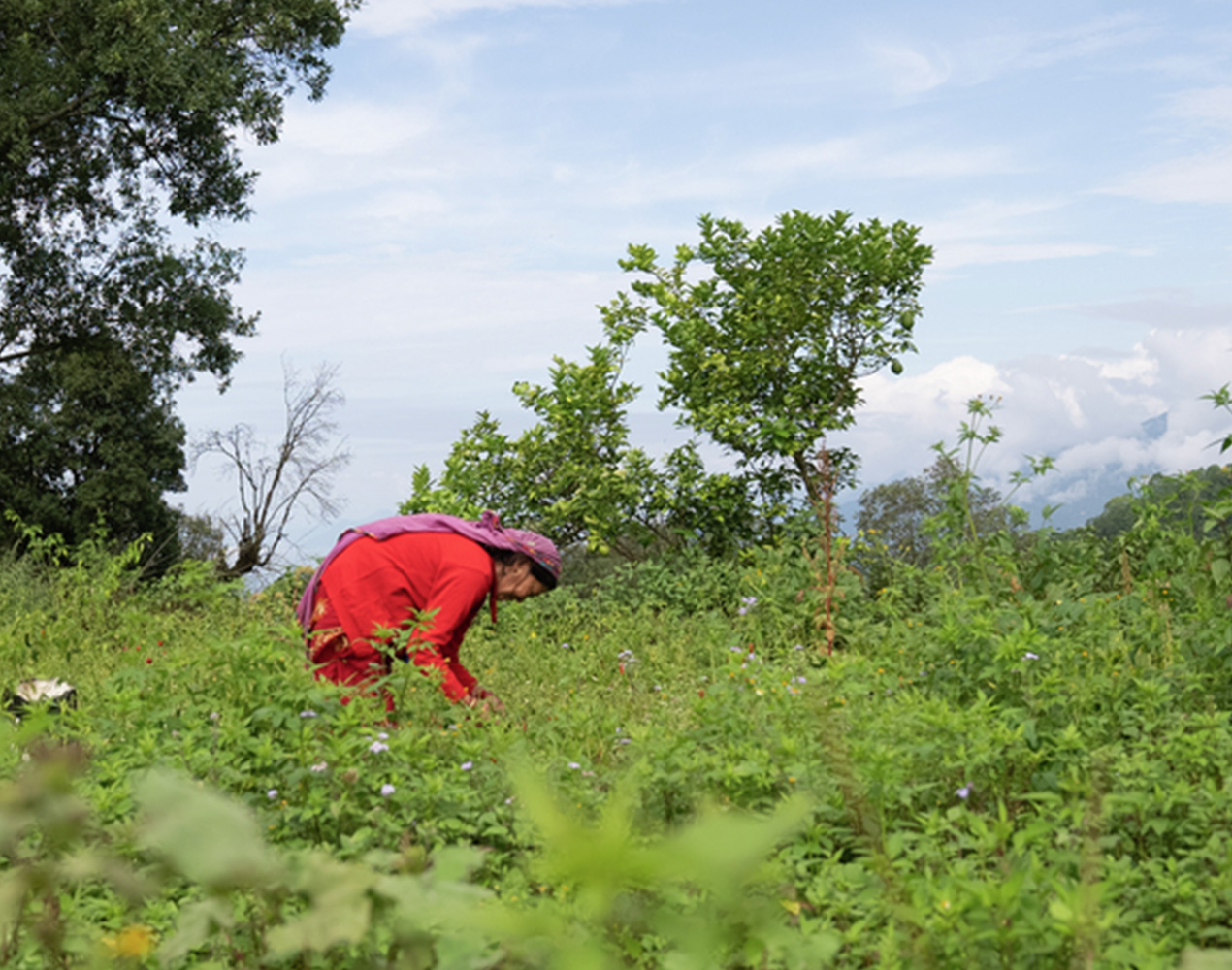 Kuvassa on vehreän maiseman keskellä punaisiin pukeutunut ihminen kumartuneena viljelytöihin